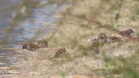 Sparrow feeding Stock Footage 235170810