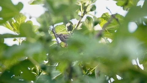 Sparrow Feeding on Ripe Fig in Summer Foliage Close Up Static Handheld Shot Stock Footage 345700526