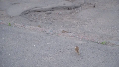 Sparrow feeds another sparrow with corn Stock Footage 109067480