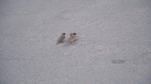 Sparrow feeds another sparrow with corn Stock Footage 109067531