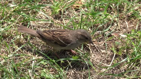 The sparrow feeds on bread on the ground Stock Footage 244925572