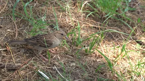 The sparrow feeds on bread on the ground Stock Footage 244926165