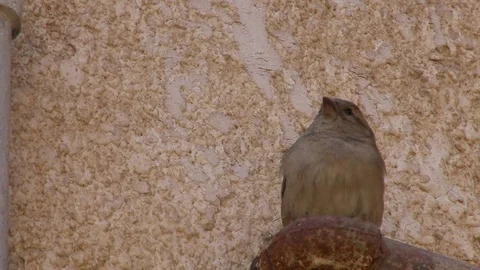 Sparrow feeds Chicks Stock Footage