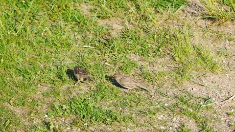 Sparrow feeds her chick on the grass. 動画素材 196824805