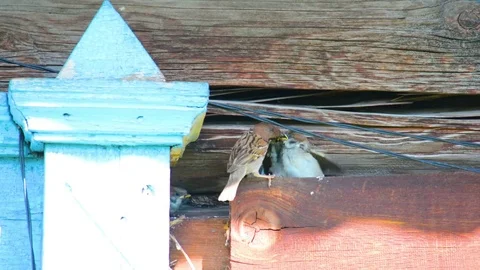 Sparrow feeds nestlings Stock Footage 82071431