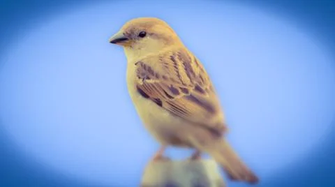 Sparrow female Stock Photos