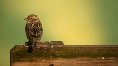 Sparrow on fence Stock Footage 707706