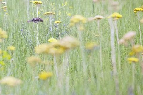 Sparrow in the field Stock Photos