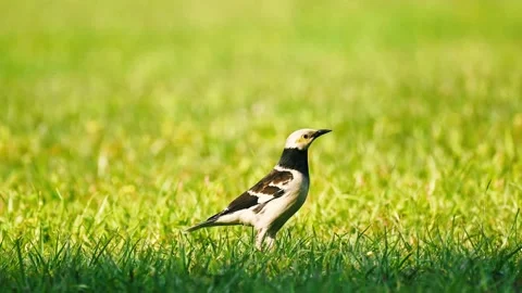 Sparrow finding food Video stock 203196221