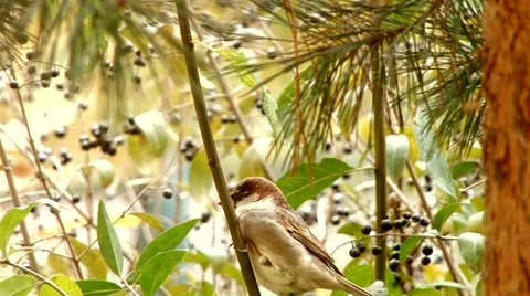 Sparrow flew from branch Stock Footage 69055836