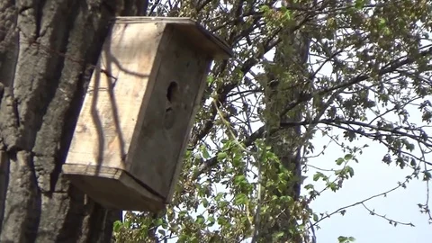 A Sparrow flew out of the birdhouse Video stock 77209637