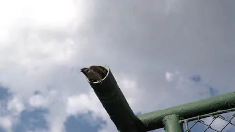 Sparrow flies from nest Stock Footage 134495283