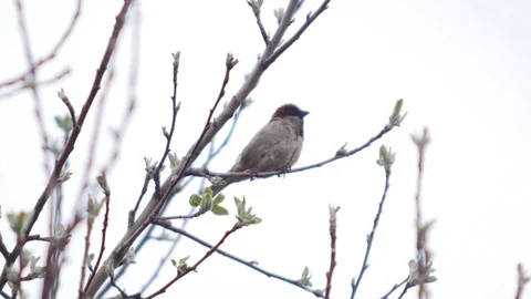  Sparrow Flies off the Spring Branch Stock Footage 85175580