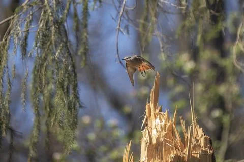 Sparrow in flight Stock Photos