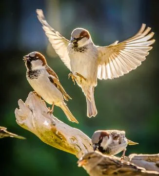 Sparrow in flight Foto stock