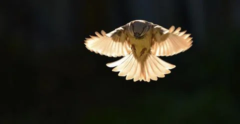 Sparrow in flight Stock Photos