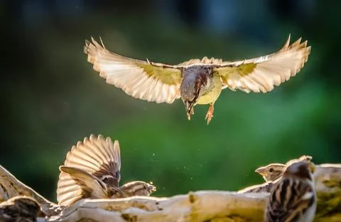 Sparrow in flight Foto stock
