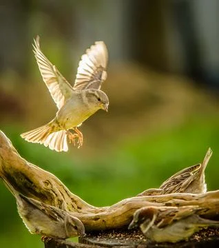Sparrow in flight Foto stock