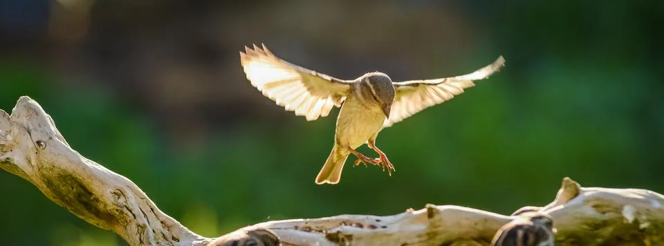 Sparrow in flight Foto stock