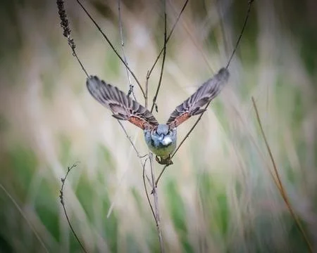 Sparrow in Flight Stock Photos