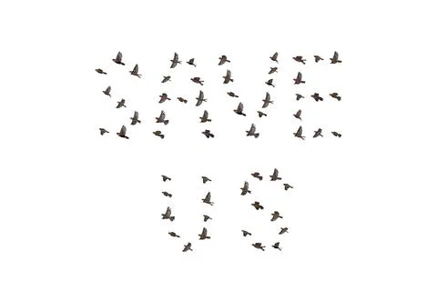 Sparrow flock flying in sky, endangered concept Stock Photos