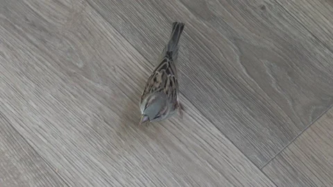 Sparrow on the floor in the room Video stock 231675531
