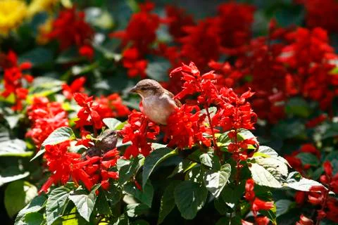 Sparrow on the flowers Foto stock
