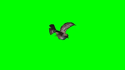 Sparrow flying and landing - green screen Stock Footage