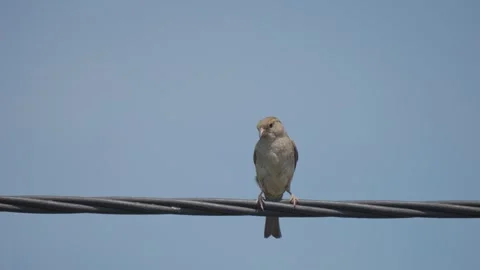 Sparrow flying off an electric wire with a clear blue sky in the background Stock-Footage 242936336