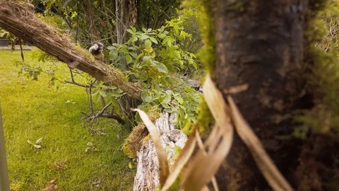 Sparrow flying onto moss covered log Stock Footage 113898906