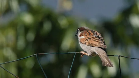 Sparrow Flying Out of Frame Slow Motion Stock Footage 86318293