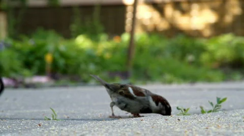 Sparrow 스톡 동영상 722912