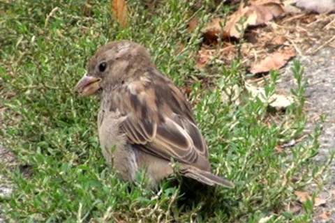 Sparrow 스톡 동영상 8663014