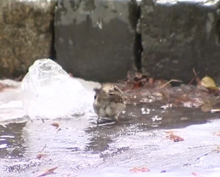 SPARROW Stock Footage 8688069