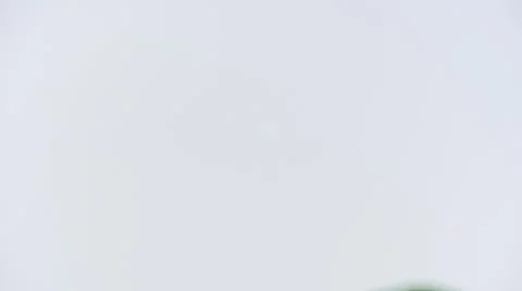 Sparrow Stock Footage 8956915