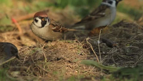 Sparrow Stock Footage 8968560