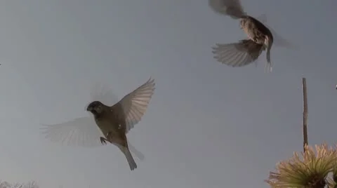 Sparrow Stock Footage 9445031