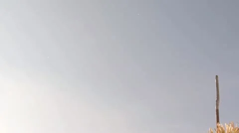 Sparrow Stock Footage 9445099