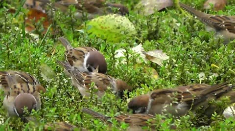 Sparrow Video stock 10591068