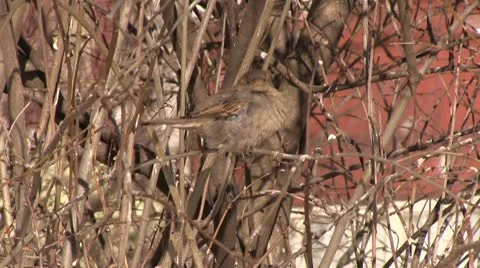 Sparrow Stock Footage 10720116