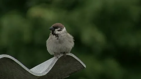 Sparrow Stock Footage 10825441