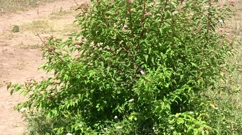 Sparrow Stock Footage 11270534