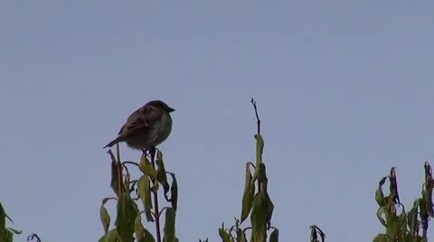 Sparrow Video stock 20524611