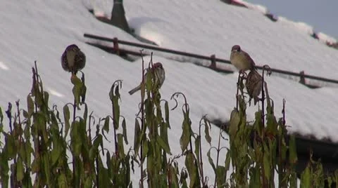 Sparrow Stock Footage 20524635