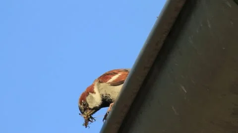 Sparrow Stock-Footage 20526135