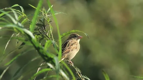 Sparrow Stock Footage 20526158