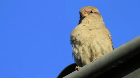 Sparrow Stock Footage 20526161