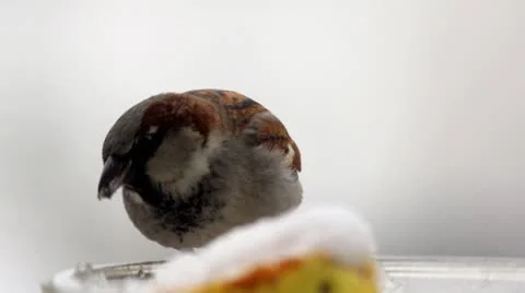 Sparrow Stock Footage 22177385