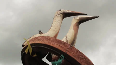 Sparrow Stock Footage 24038266