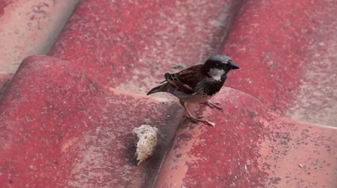 Sparrow Stock Footage 25005037